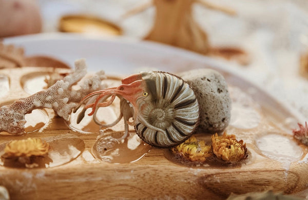 PLEUROCERAS AMMONITE