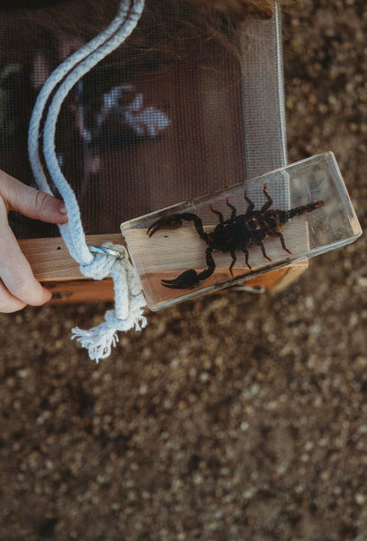 Black Scorpion Specimen