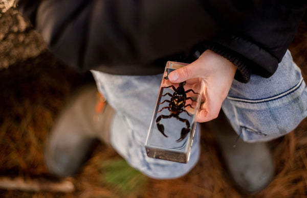 Black Scorpion Specimen