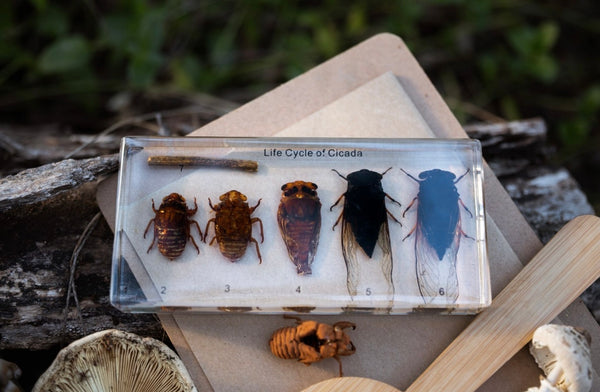 Cicada Life Cycle Specimen Block