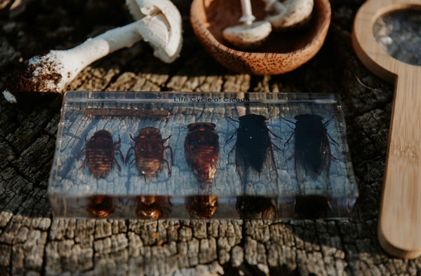 Cicada Life Cycle Specimen Block