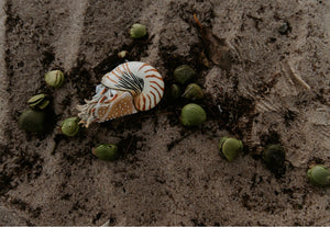 NAUTILUS POMPILIUS