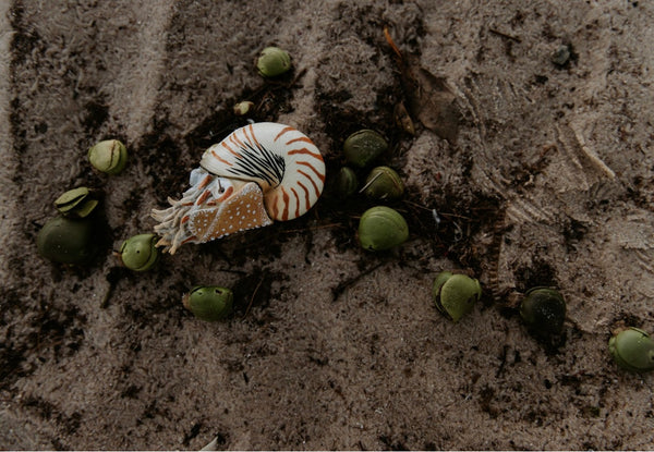 NAUTILUS POMPILIUS