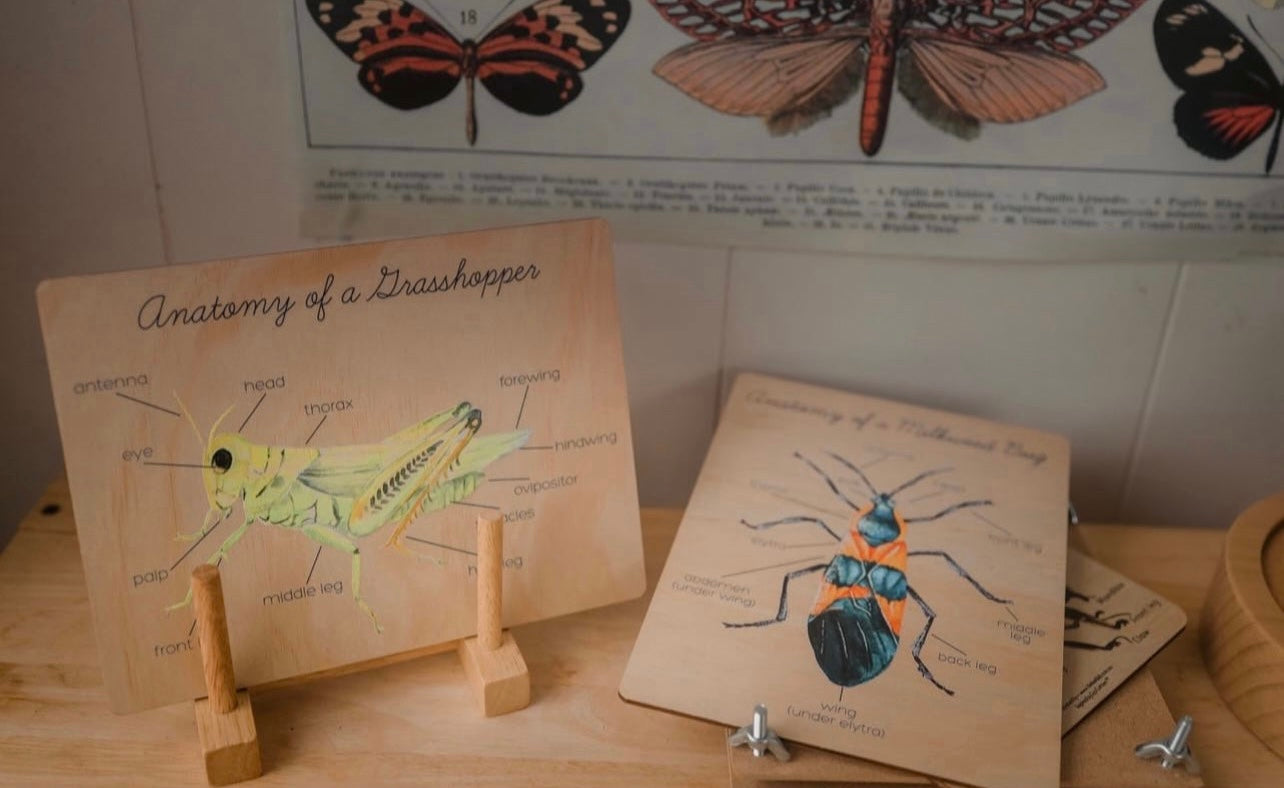 Anatomy of a MilkWeed Bug Board