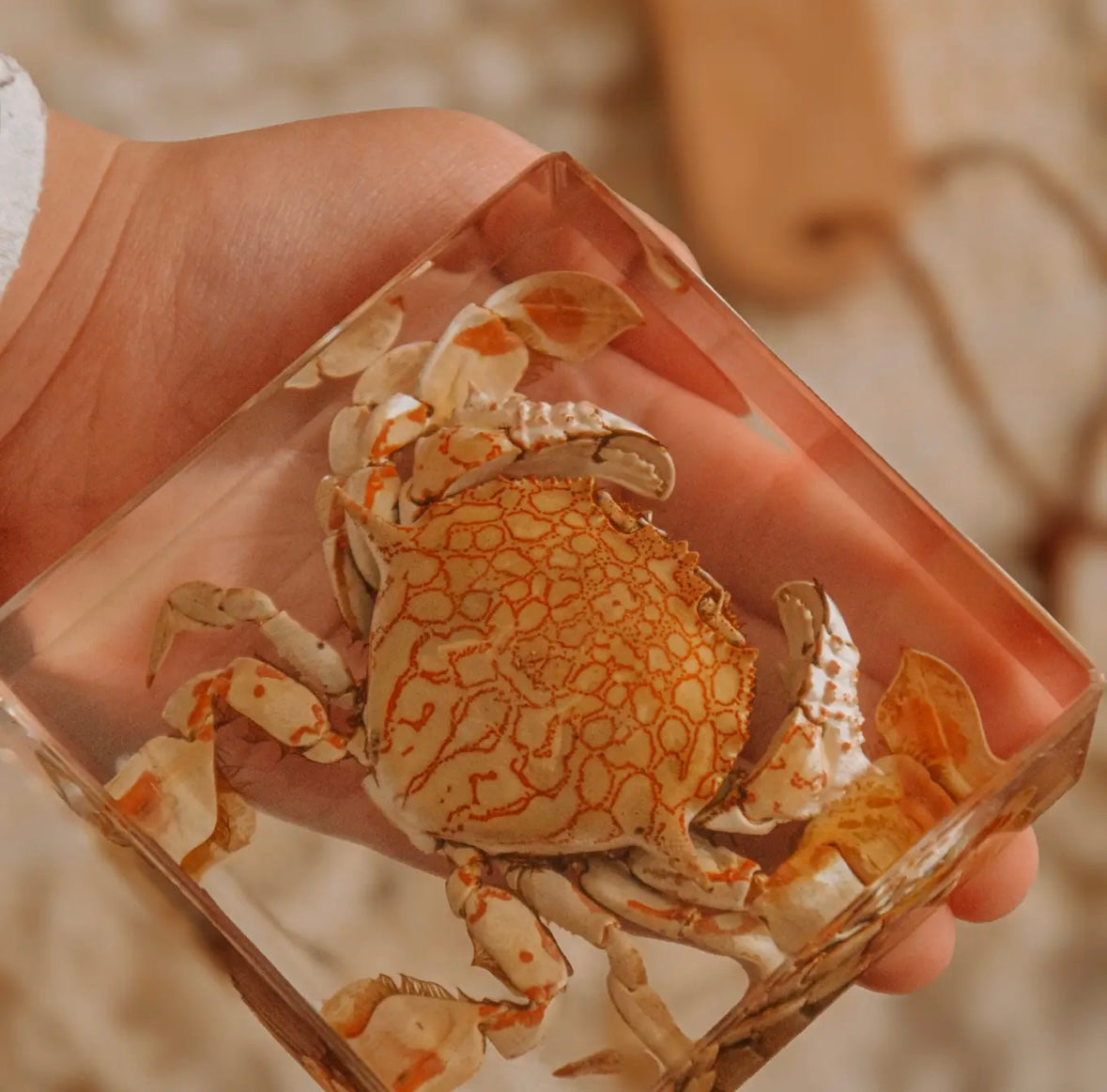 Flower Moon Crab Specimen