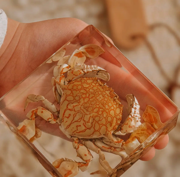 Flower Moon Crab Specimen