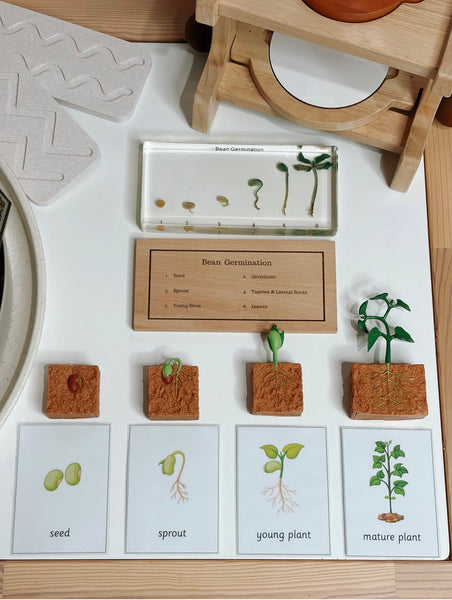 Lifecycle of a green bean plant