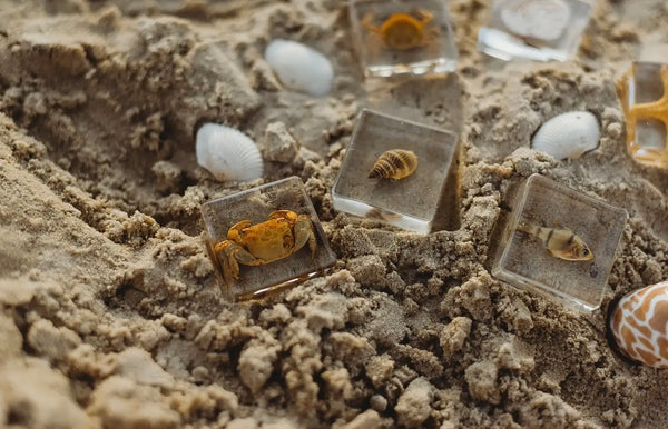 Sea Searcher Specimens