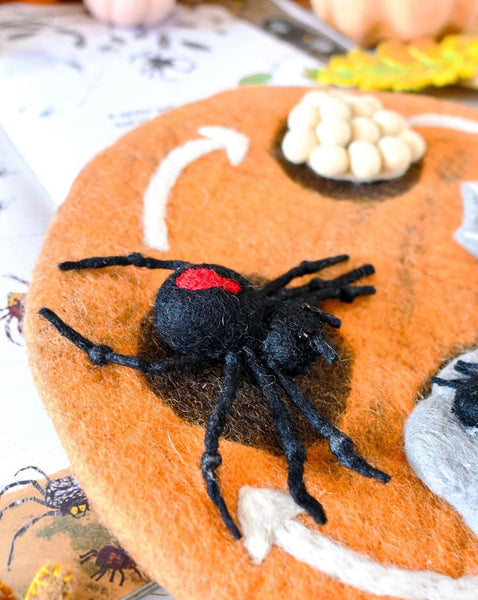 FELT LIFECYCLE OF REDBACK SPIDER