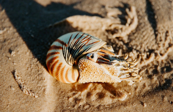 NAUTILUS POMPILIUS