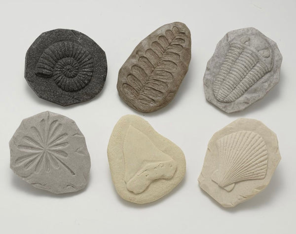 Let’s Investigate – Fossils