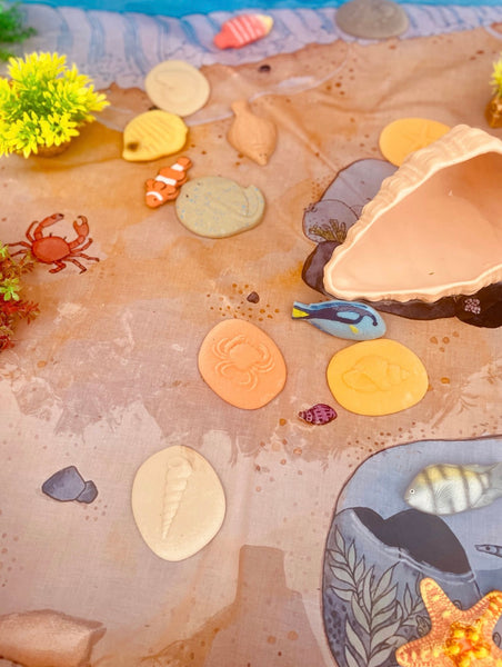 Let’s Investigate – Seashore