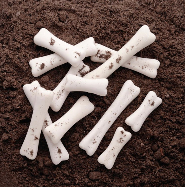 Dinosaur Bones Discovery Set of 12