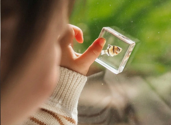 Sea Searcher Specimens
