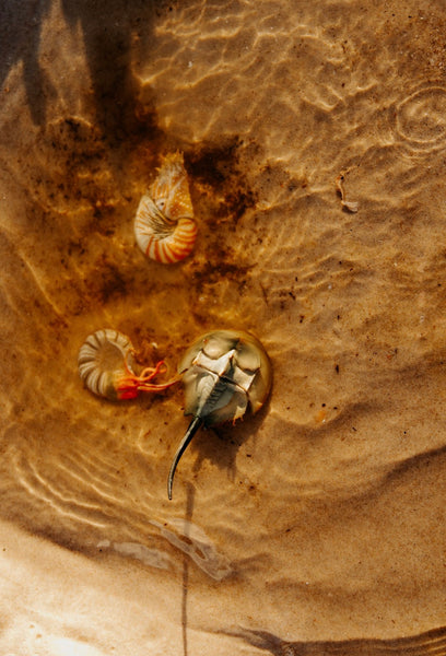 HORSESHOE CRAB