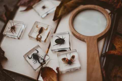 Creepy Crawlers Specimen Set