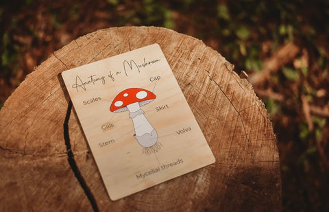 Anatomy of a mushroom board