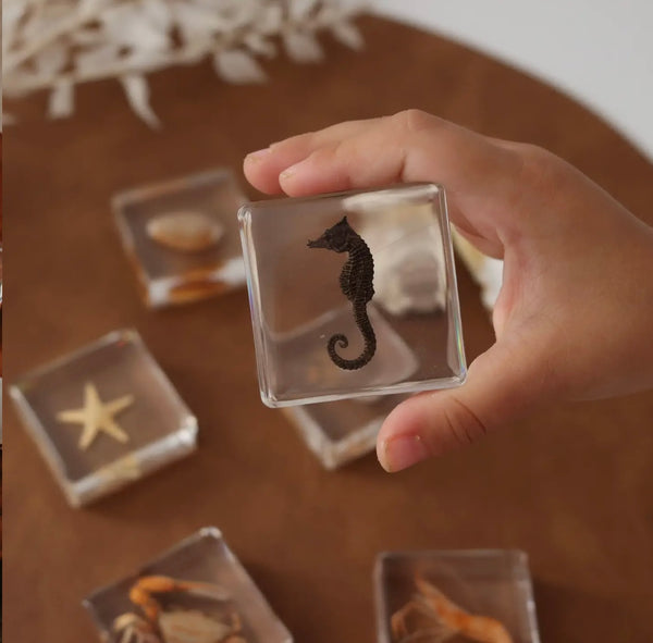 Ocean Explorer Specimen Set