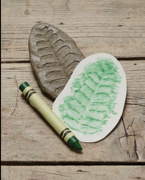 Let’s Investigate – Fossils