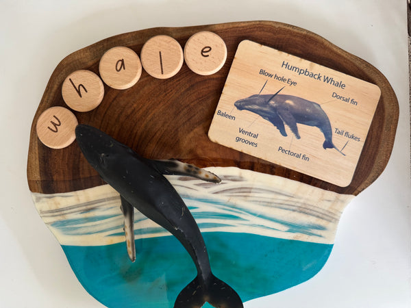 Sea life anatomy cards (set of 7)