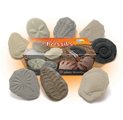 Let’s Investigate – Fossils