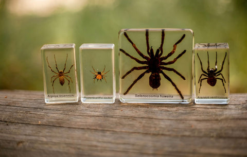 Spider Specimen Set