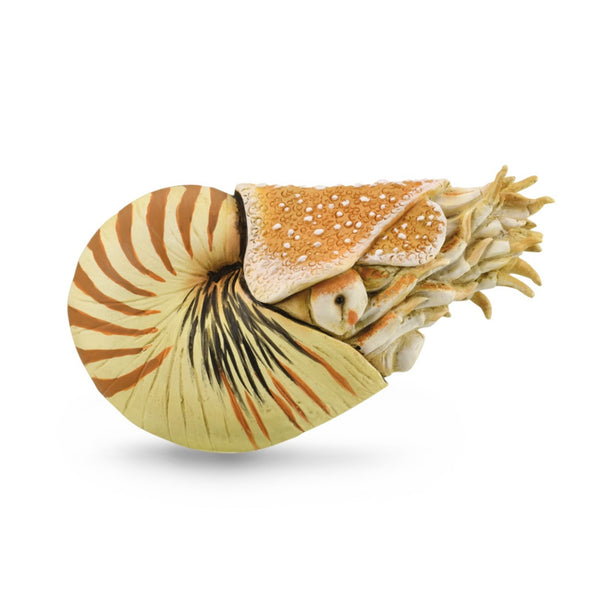NAUTILUS POMPILIUS