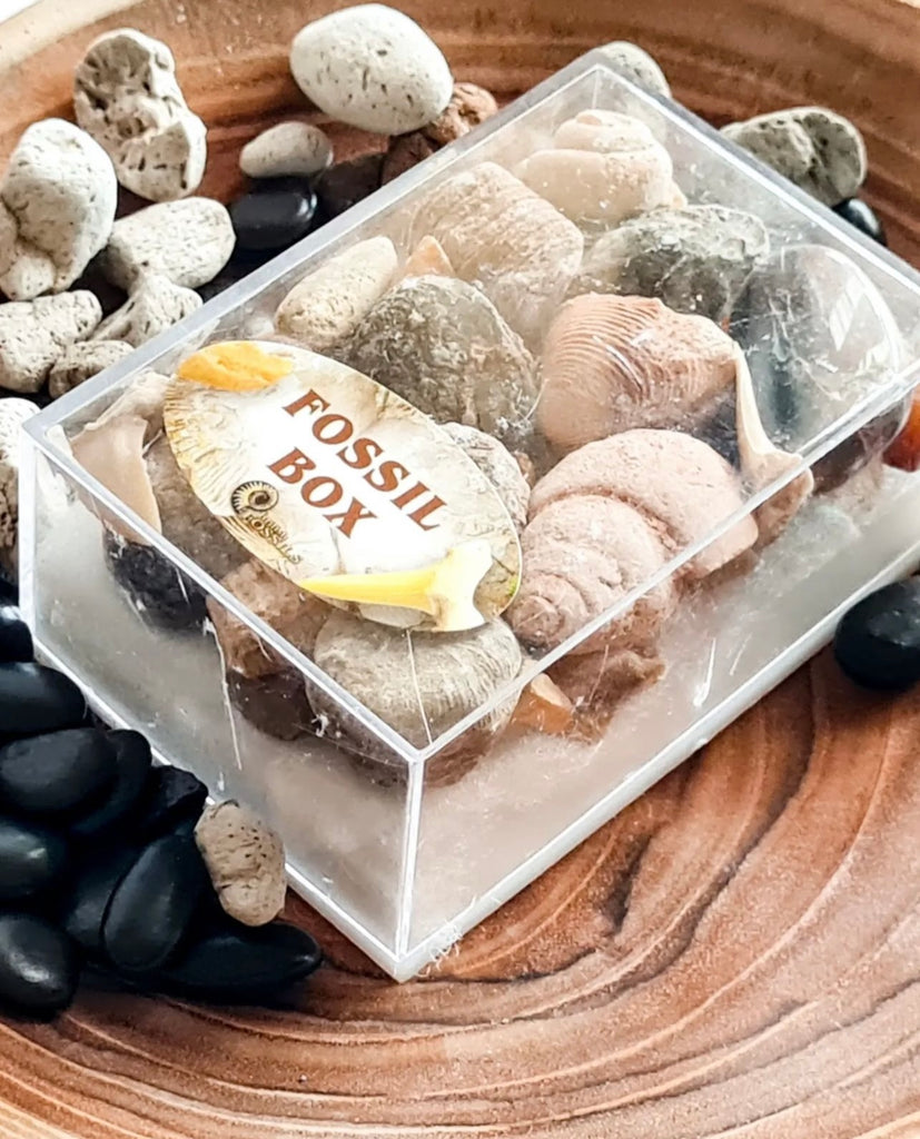 Fossil Box Set Fossil box – Three Wild Sprouts