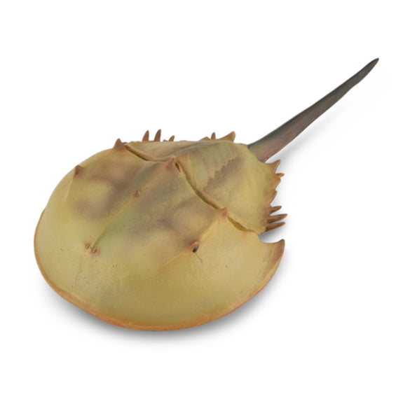 HORSESHOE CRAB