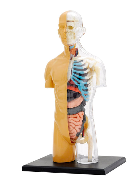 Human Body Anatomy Model Kit