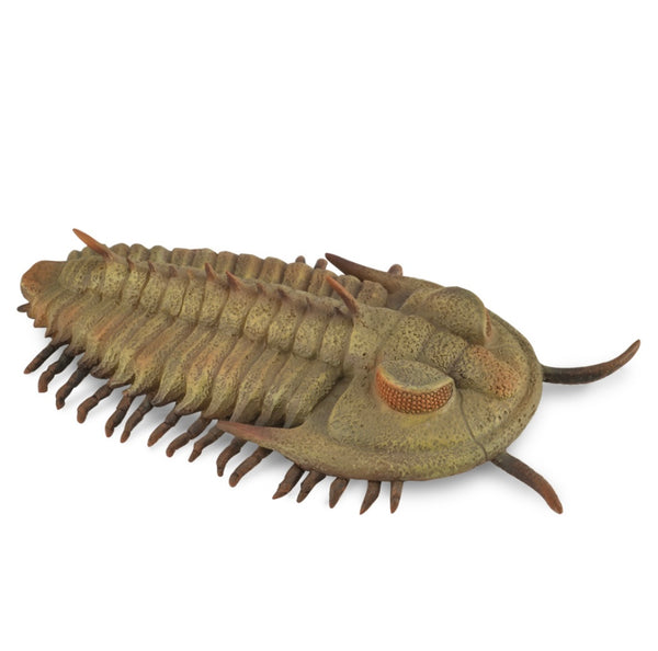 REDLICHIA REX TRILOBITE