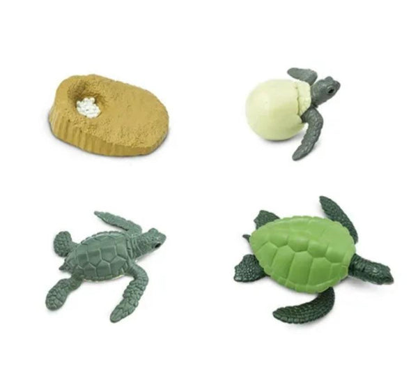 Lifecycle of a green sea turtle- Safari Ltd