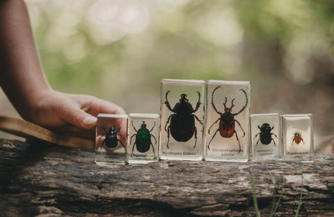 Chafer Beetles Set