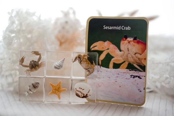 Sea Searcher Specimens