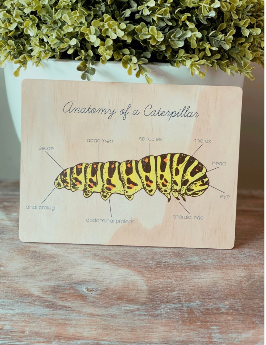 Anatomy of a caterpillar board