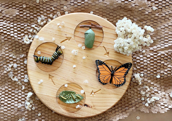 Lifecycle of a Monarch Butterfly Safari Ltd