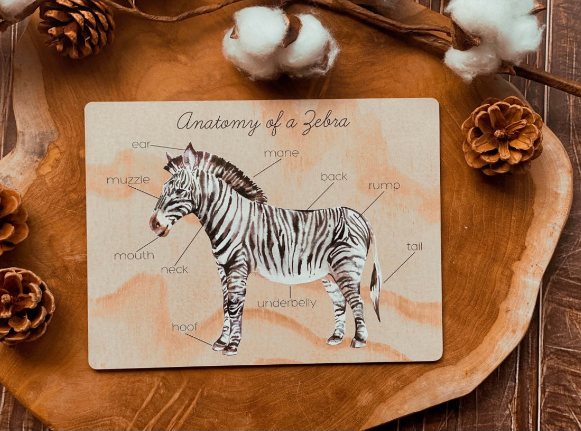 Zebra anatomy board