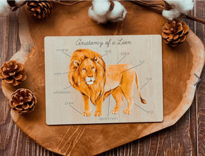 Lion anatomy board