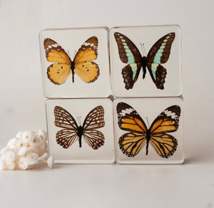 Butterfly Specimen Set