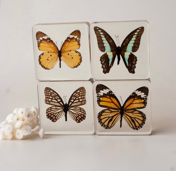 Butterfly Specimen Set