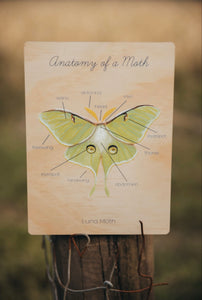 Anatomy of a Moth Board