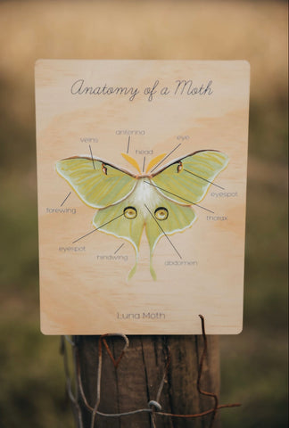 Anatomy of a Moth Board
