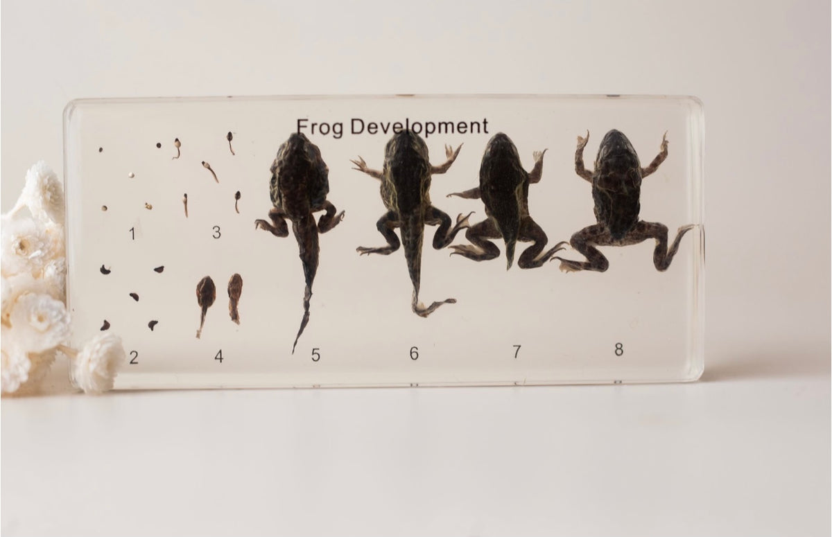 Frog Life Cycle Specimen – Three Wild Sprouts