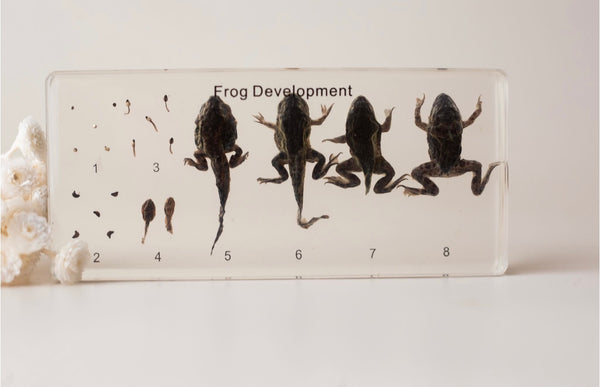 Frog Life Cycle Specimen
