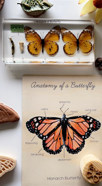 Anatomy of a Butterfly Board