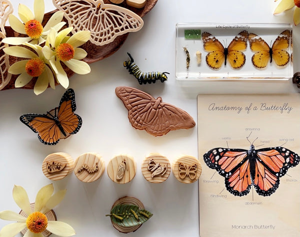 Butterfly Lifecycle Stamps