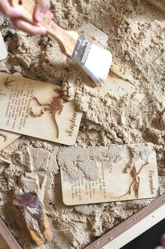 Dinosaur digs fossil cards