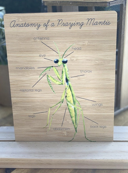 Anatomy of a Praying Mantis Board