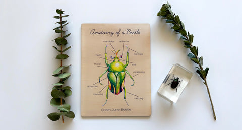 Anatomy of a Beetle Board