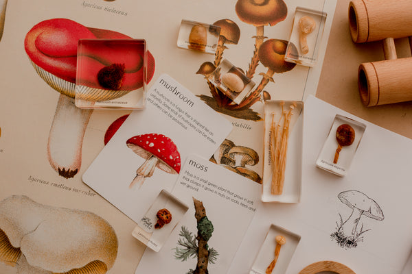 Mushroom specimen set